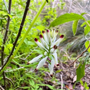 Fumaria capreolata (White Fumitory) at Alphington, VIC - 14 Jun 2025 by Hejor1