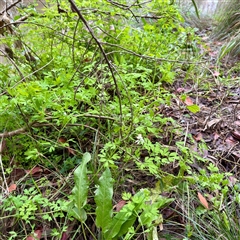 Fumaria capreolata at Alphington, VIC - 14 Jun 2025 02:03 PM