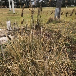 Phalaris aquatica (Phalaris, Australian Canary Grass) at Watson, ACT - 15 Jun 2025 by Kristi