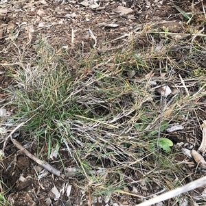 Cynodon dactylon (Couch Grass) at Watson, ACT - 15 Jun 2025 by Kristi