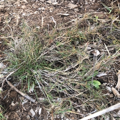 Cynodon dactylon (Couch Grass) at Watson, ACT - 15 Jun 2025 by Kristi