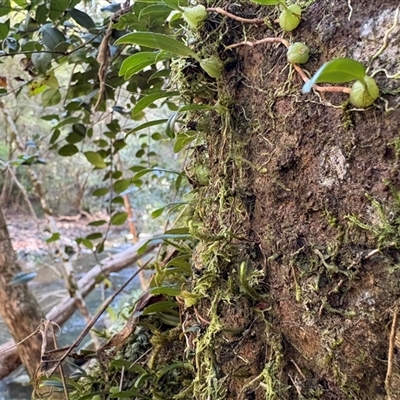 Bulbophyllum exiguum at Caparra, NSW - 15 Jun 2025 by maznee