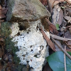 zz flat polypore - white(ish) by Aussiegall