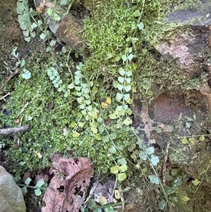 Asplenium flabellifolium at Caparra, NSW - 15 Jun 2025 by maznee