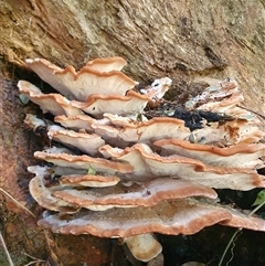 zz Polypore (shelf/hoof-like) by Aussiegall