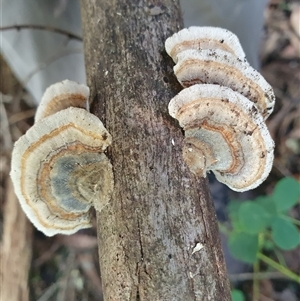 Trametes versicolor at Penrose, NSW - suppressed