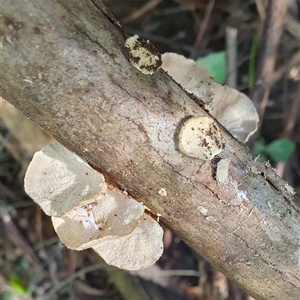 Trametes versicolor at Penrose, NSW - suppressed