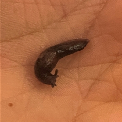 Deroceras invadens (Tramp Slug) at Cherryville, SA - 15 Jun 2025 by Yuma