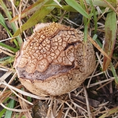 Scleroderma sp. (Scleroderma) at Penrose, NSW - 15 Jun 2025 by Aussiegall