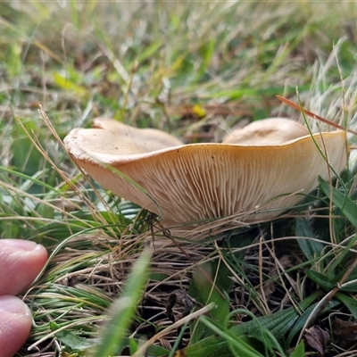 Unverified Cap on a stem; gills below cap [mushrooms or mushroom-like] at Windellama, NSW - 15 Jun 2025 by trevorpreston