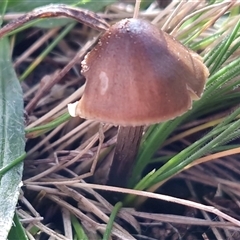 Unverified Cap on a stem; gills below cap [mushrooms or mushroom-like] at Windellama, NSW - 15 Jun 2025 by trevorpreston