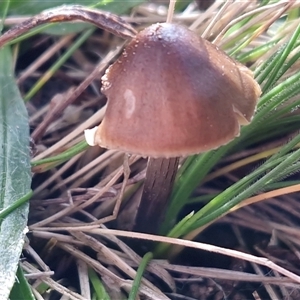 Unverified Cap on a stem; gills below cap [mushrooms or mushroom-like] at Windellama, NSW - 15 Jun 2025 by trevorpreston
