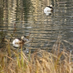 Tachybaptus novaehollandiae (Australasian Grebe) at Fyshwick, ACT - 24 May 2025 by TwitchyCalm
