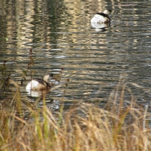 Tachybaptus novaehollandiae (Australasian Grebe) at Fyshwick, ACT - 24 May 2025 by TwitchyCalm