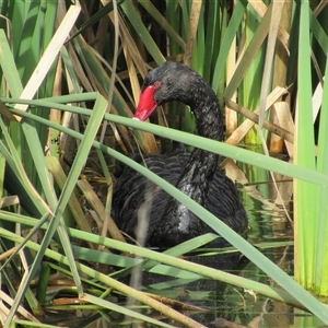 Cygnus atratus (Black Swan) at Fyshwick, ACT - 24 May 2025 by TwitchyCalm