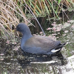 Gallinula tenebrosa (Dusky Moorhen) at Fyshwick, ACT - 24 May 2025 by TwitchyCalm