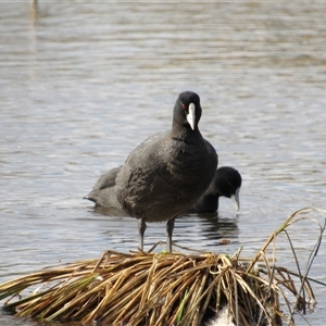 Fulica atra (Eurasian Coot) at Fyshwick, ACT - 24 May 2025 by TwitchyCalm
