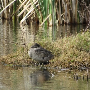 Stictonetta naevosa (Freckled Duck) at Fyshwick, ACT - 24 May 2025 by TwitchyCalm