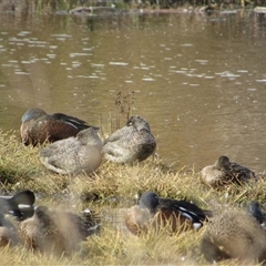 Stictonetta naevosa (Freckled Duck) at Fyshwick, ACT - 24 May 2025 by TwitchyCalm