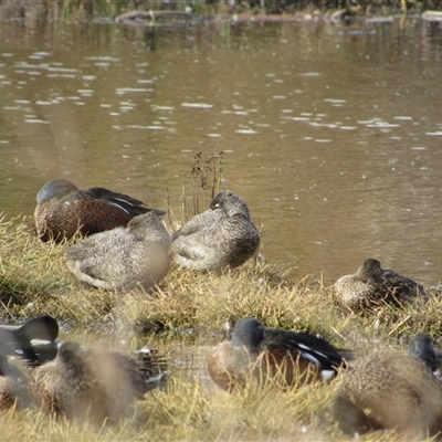 Stictonetta naevosa (Freckled Duck) at Fyshwick, ACT - 24 May 2025 by TwitchyCalm