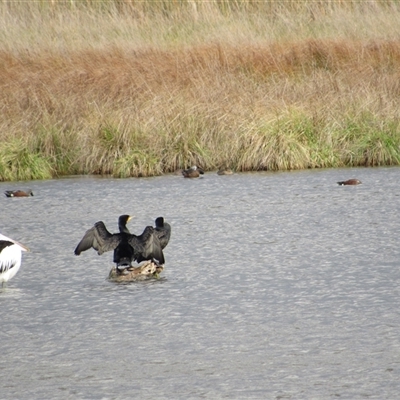 Phalacrocorax carbo (Great Cormorant) at Fyshwick, ACT - 24 May 2025 by TwitchyCalm