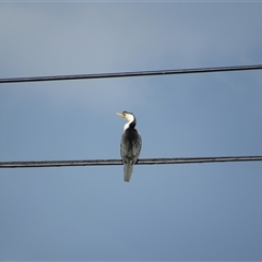 Microcarbo melanoleucos (Little Pied Cormorant) at Fyshwick, ACT - 24 May 2025 by TwitchyCalm