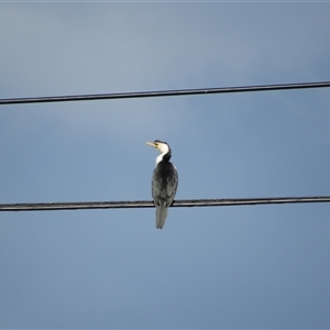 Microcarbo melanoleucos (Little Pied Cormorant) at Fyshwick, ACT - 24 May 2025 by TwitchyCalm