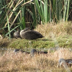 Anas superciliosa (Pacific Black Duck) at Fyshwick, ACT - 24 May 2025 by TwitchyCalm