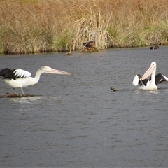 Pelecanus conspicillatus (Australian Pelican) at Fyshwick, ACT - 24 May 2025 by TwitchyCalm
