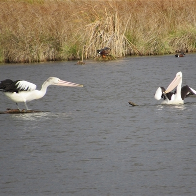 Pelecanus conspicillatus (Australian Pelican) at Fyshwick, ACT - 24 May 2025 by TwitchyCalm