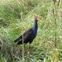 Porphyrio melanotus (Australasian Swamphen) at Fyshwick, ACT - 24 May 2025 by TwitchyCalm