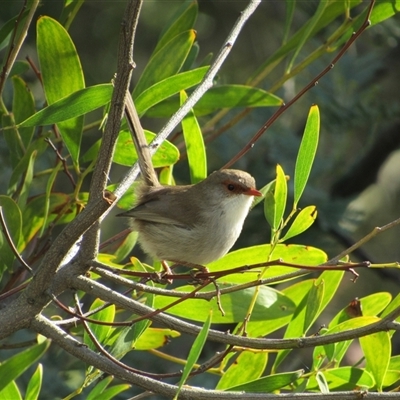 Malurus cyaneus (Superb Fairywren) at Fyshwick, ACT - 24 May 2025 by TwitchyCalm