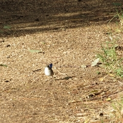Malurus cyaneus (Superb Fairywren) at Fyshwick, ACT - 24 May 2025 by TwitchyCalm