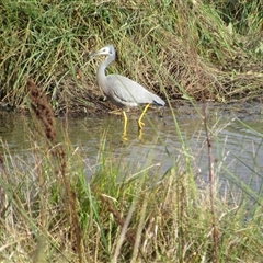 Egretta novaehollandiae (White-faced Heron) at Fyshwick, ACT - 24 May 2025 by TwitchyCalm