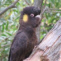 Zanda funerea (Yellow-tailed Black-Cockatoo) at Merimbula, NSW - 7 Jun 2025 by TwitchyCalm