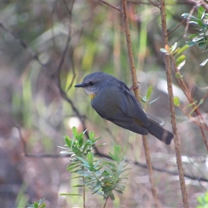 Eopsaltria australis (Eastern Yellow Robin) at Merimbula, NSW - 7 Jun 2025 by TwitchyCalm