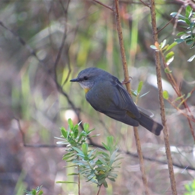 Eopsaltria australis (Eastern Yellow Robin) at Merimbula, NSW - 7 Jun 2025 by TwitchyCalm