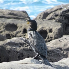Phalacrocorax carbo (Great Cormorant) at Merimbula, NSW - 7 Jun 2025 by TwitchyCalm