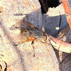 Calliphora stygia (Brown blowfly or Brown bomber) at Bellmount Forest, NSW - 2 Mar 2025 by ConBoekel