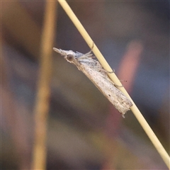 Faveria tritalis (Couchgrass Webworm) at Bellmount Forest, NSW - 2 Mar 2025 by ConBoekel