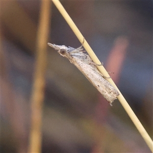Faveria tritalis (Couchgrass Webworm) at Bellmount Forest, NSW - 2 Mar 2025 by ConBoekel