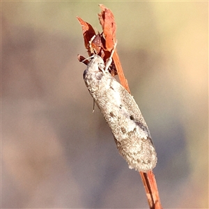 Philobota (genus) (Unidentified Philobota genus moths) at Bellmount Forest, NSW - 2 Mar 2025 by ConBoekel