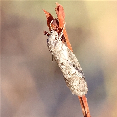 Philobota (genus) (Unidentified Philobota genus moths) at Bellmount Forest, NSW - 2 Mar 2025 by ConBoekel