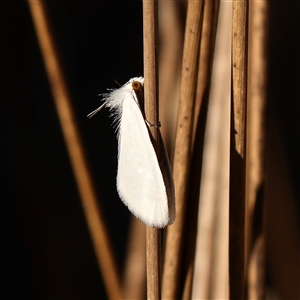Tipanaea patulella (The White Crambid moth) at Bellmount Forest, NSW - 2 Mar 2025 by ConBoekel