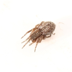 Badumna (genus) (Lattice-web spider) at Bellmount Forest, NSW - 2 Mar 2025 by ConBoekel