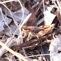 Phaulacridium vittatum (Wingless Grasshopper) at Bellmount Forest, NSW - 2 Mar 2025 by ConBoekel