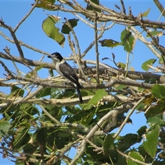 Cracticus torquatus (Grey Butcherbird) at Merimbula, NSW - 7 Jun 2025 by TwitchyCalm