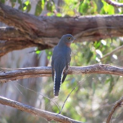 Cacomantis flabelliformis (Fan-tailed Cuckoo) at Merimbula, NSW - 7 Jun 2025 by TwitchyCalm