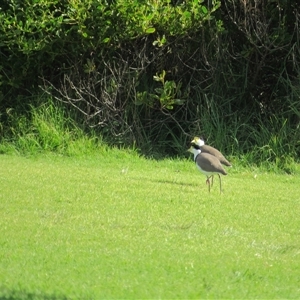 Vanellus miles (Masked Lapwing) at Merimbula, NSW - 7 Jun 2025 by TwitchyCalm
