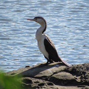 Phalacrocorax varius (Pied Cormorant) at Merimbula, NSW - 7 Jun 2025 by TwitchyCalm